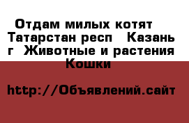 Отдам милых котят  - Татарстан респ., Казань г. Животные и растения » Кошки   